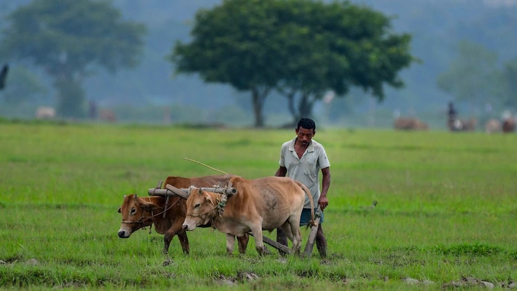Bay of Bengal moisture and the Himalayan foothills are wringing out torrential rain over Meghalaya, Sikkim and the Northeast. (Photo: PTI)