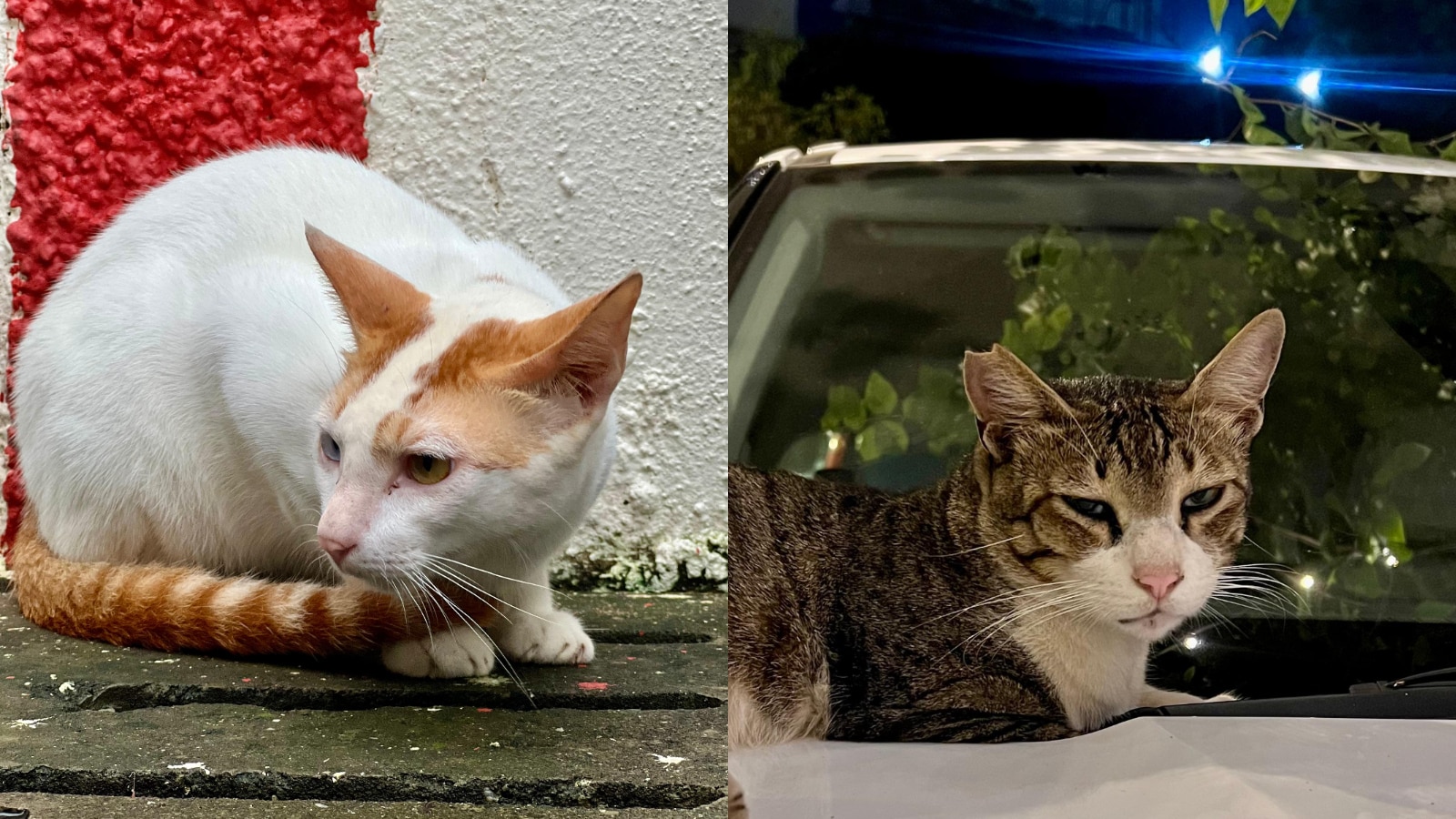 Sudarshan birla, Meowmbai, IIT Guwahati, Mumbai street cats, cat mapping website, student innovation, vibe coding, product manager, AI coding, Claude AI, vibe coding, animal welfare, cat adoption, startup, community platform