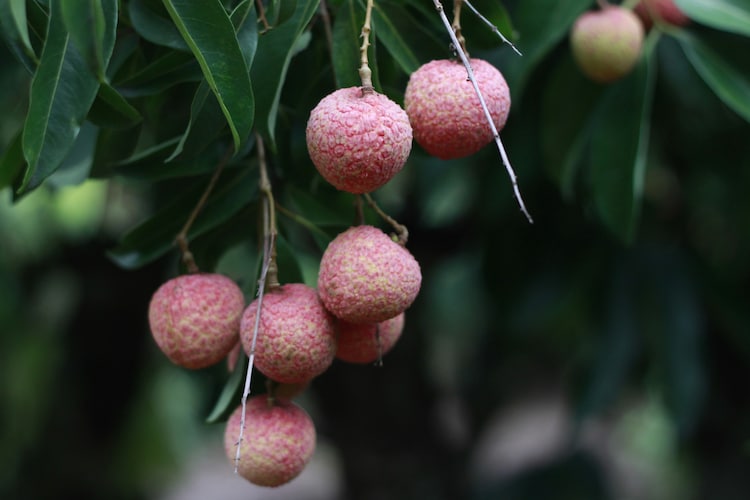 A close up of a cluster of Shahi litchi showing the impact of pest damage and weather stress. (Photo: Unsplash)