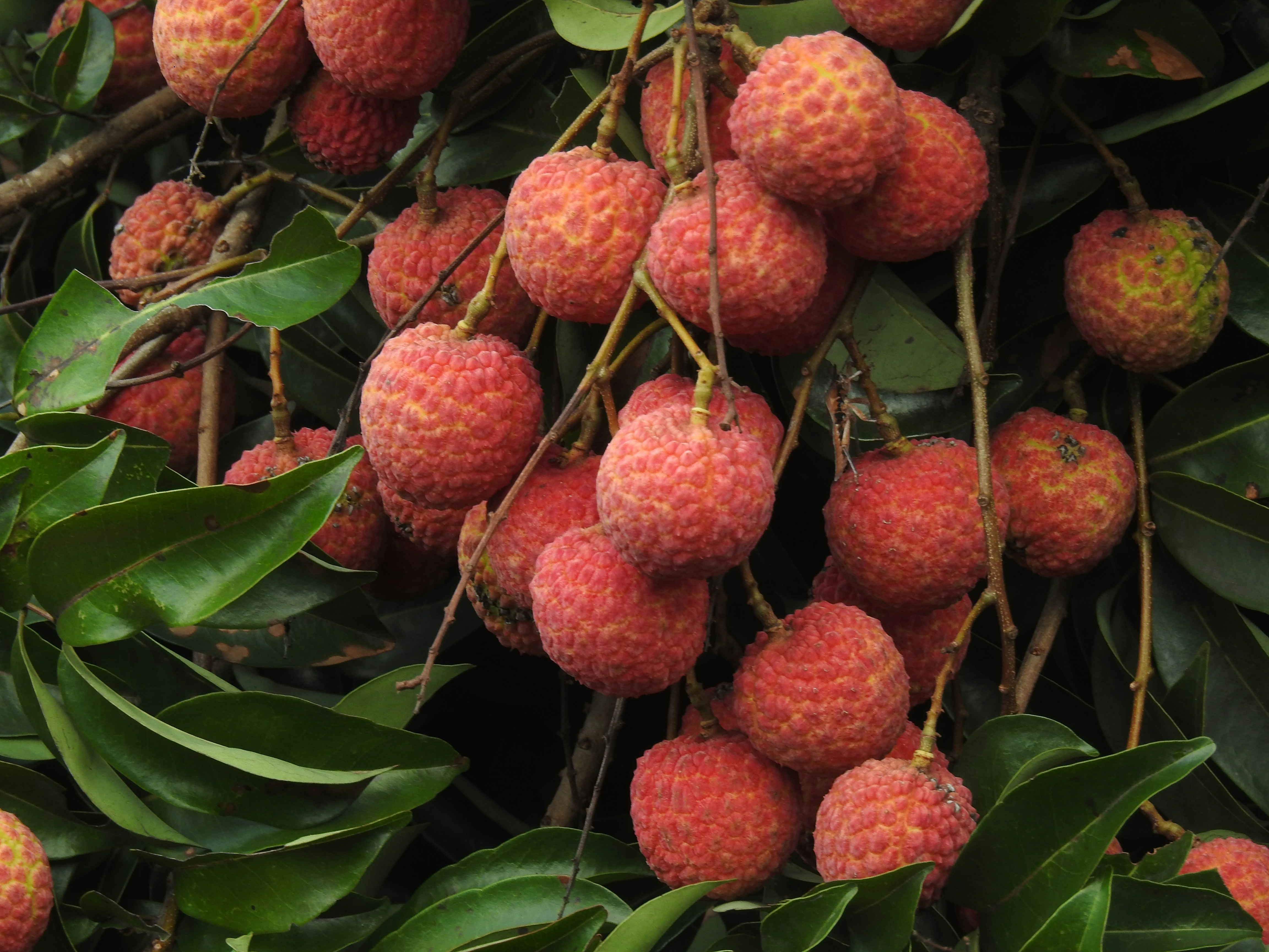 Bihar's Shahi litchi is under seige due to climate change and stink bugs. (Photo: Unsplash)