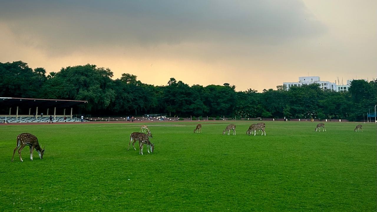 Watsa stadium with deer