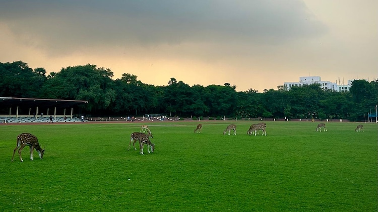Watsa stadium with deer