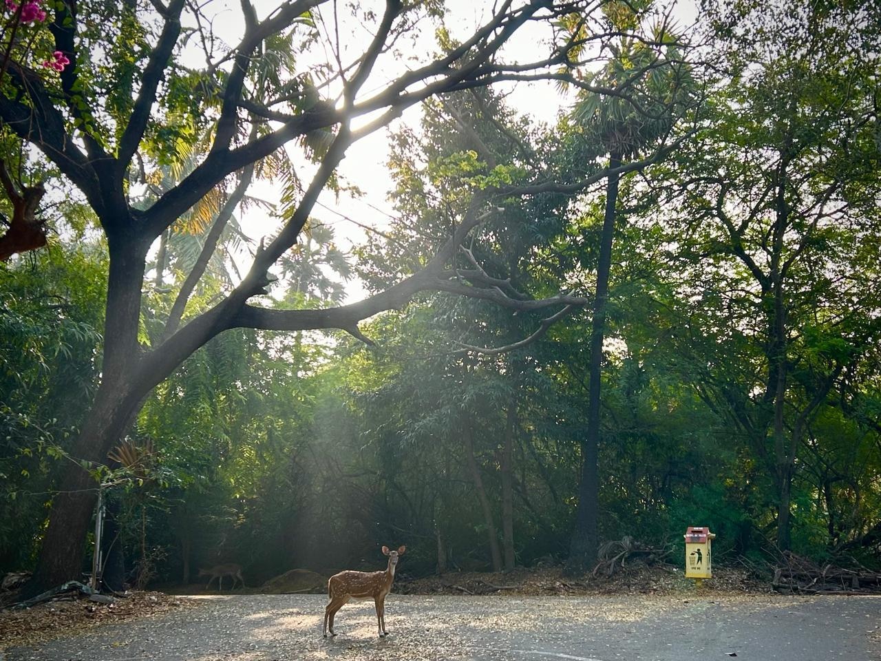 Deer inside the campus
