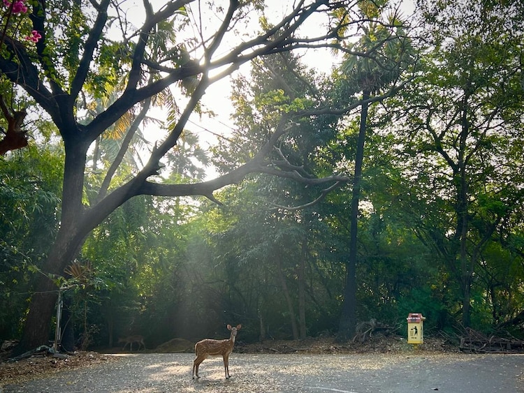 Deer inside the campus