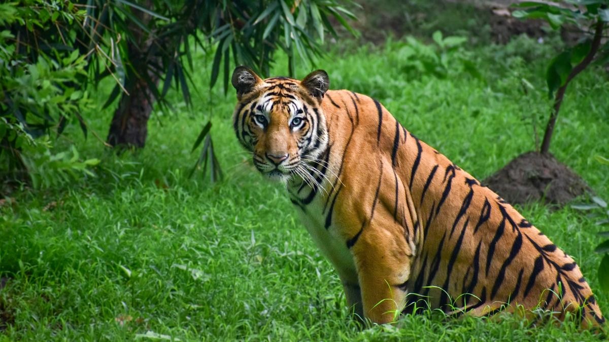 Tiger 