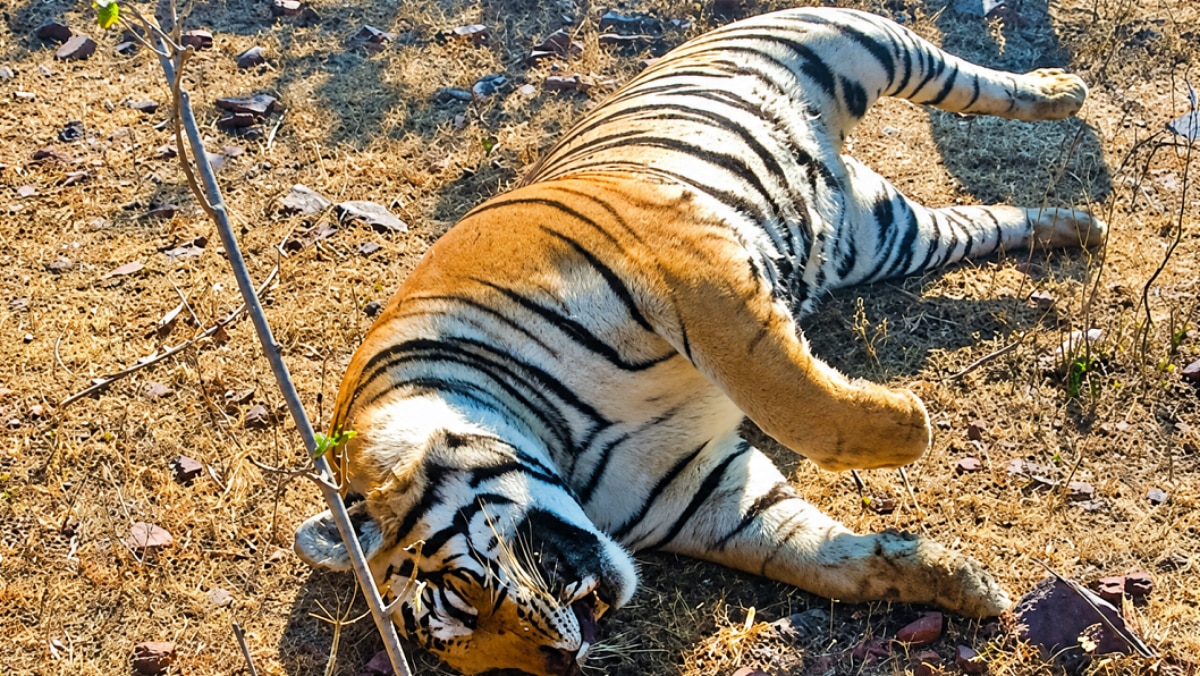 Tiger