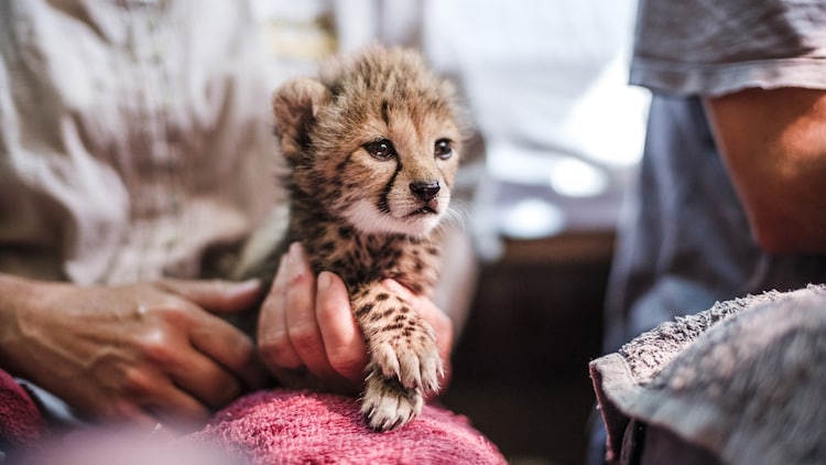 Cheetah