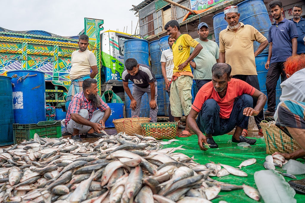 Fishermen from Bangladesh preparing freshly caught hilsa for auction. (Image: Getty)