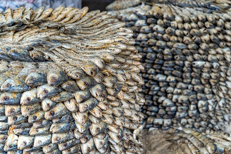 Salted hilsa fish being processed at Chattogram, Bangladesh. (Image: Getty Images)