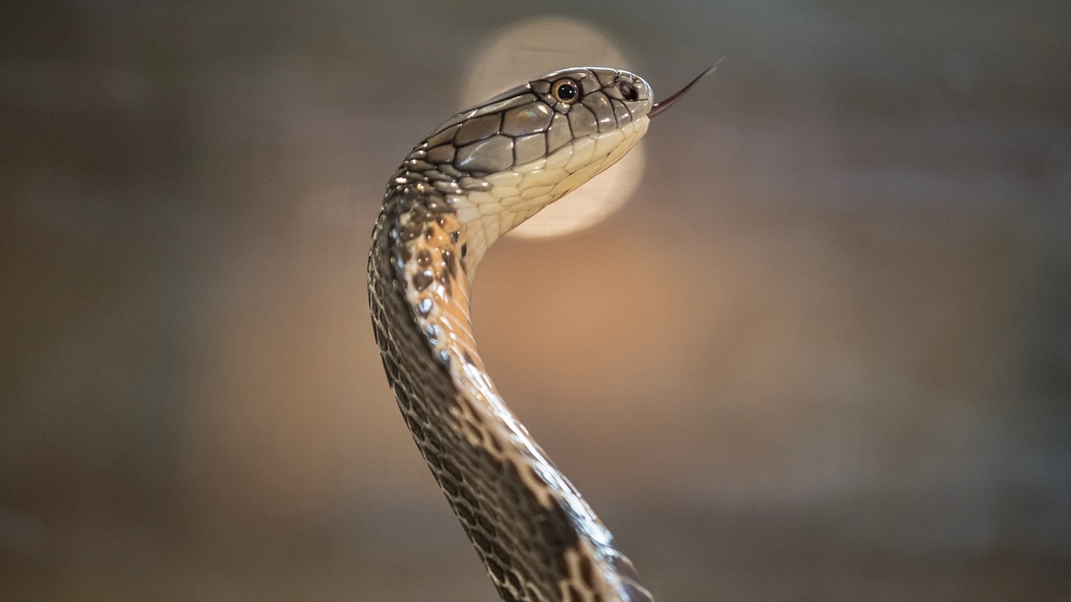 Cobra