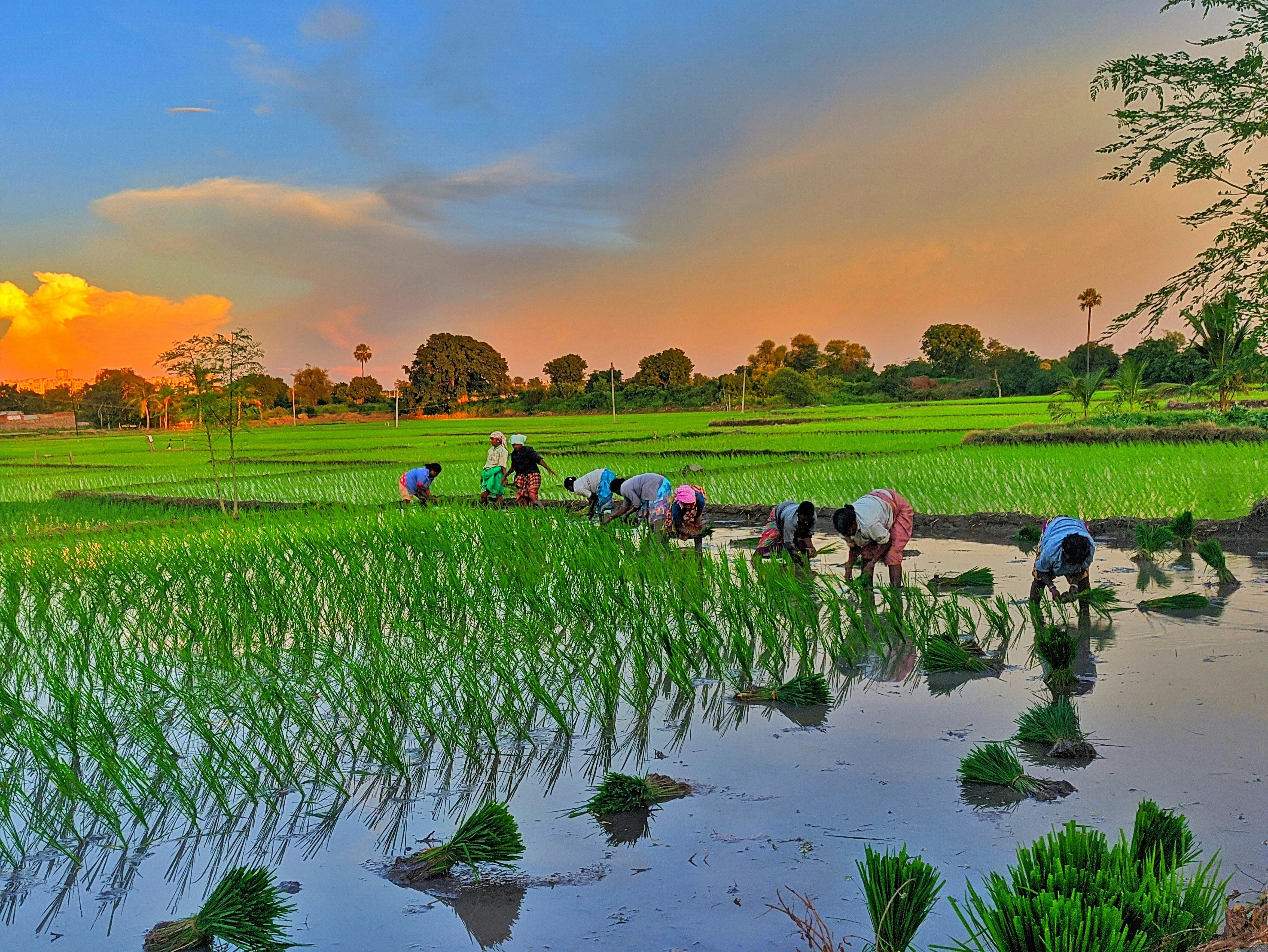 Producing a single kilogram of rice can use over 2,000 litres of water in heavily irrigated Indian states. (Photo: Unsplash)