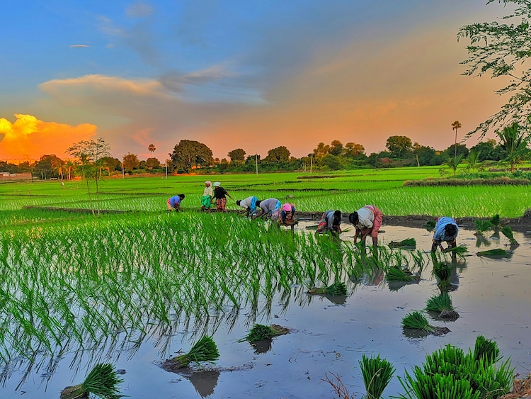 Producing a single kilogram of rice can use over 2,000 litres of water in heavily irrigated Indian states. (Photo: Unsplash)