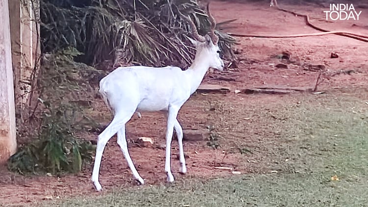 A rare white blackbuck on the IIT Madras campus, among the wild creatures that share this forested enclave carved from Guindy. (Photo: Radifah Kabir/India Today)