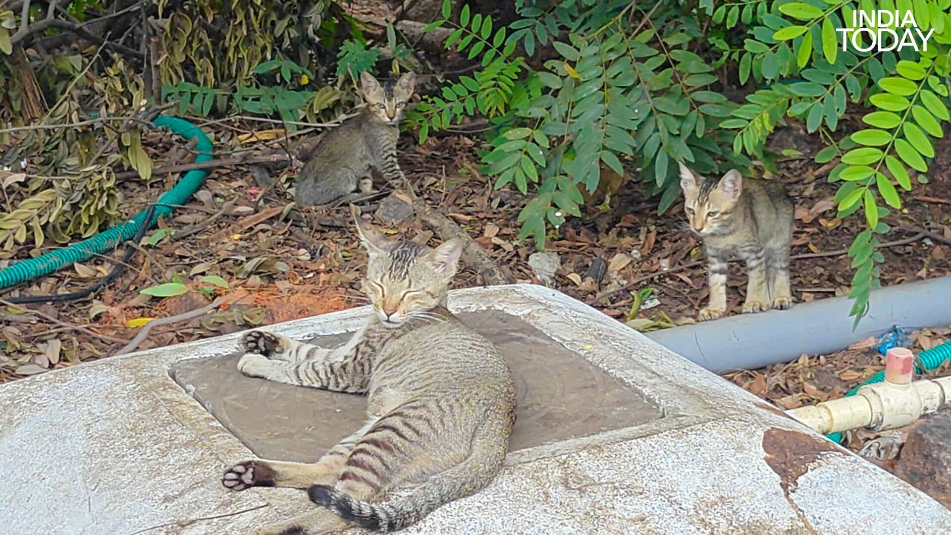 Campus residents: a cat and her kittens settle in among the greenery of IIT Madras, one more corner of a campus shared with its wildlife. (Photo: Radifah Kabir/India Today)