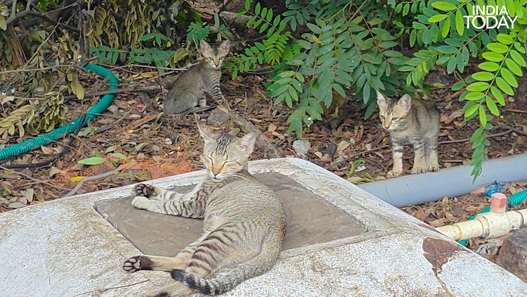 Campus residents: a cat and her kittens settle in among the greenery of IIT Madras, one more corner of a campus shared with its wildlife. (Photo: Radifah Kabir/India Today)