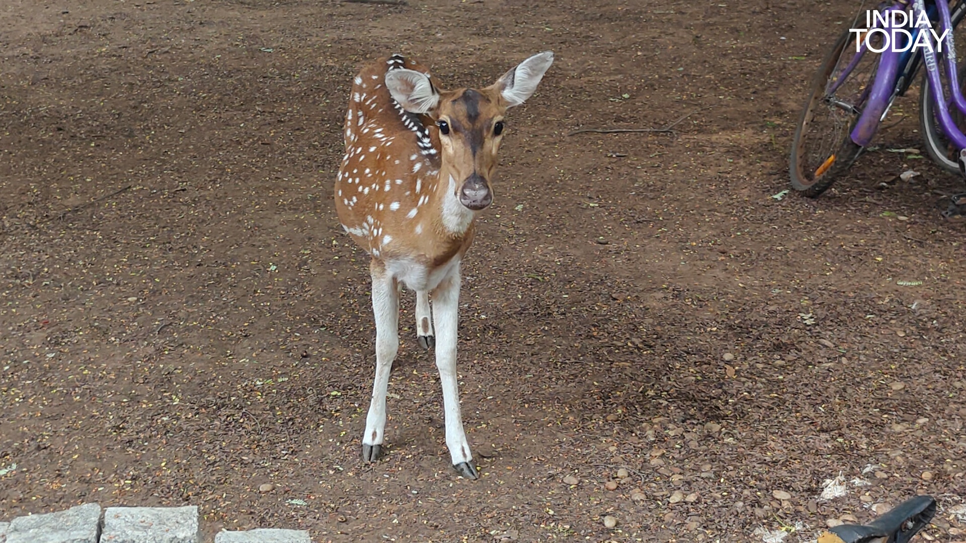 A spotted deer wanders past parked cycles on the IIT Madras campus, a green enclave carved from Guindy that is as much forest as institute. (Photo: Radifah Kabir/India Today)