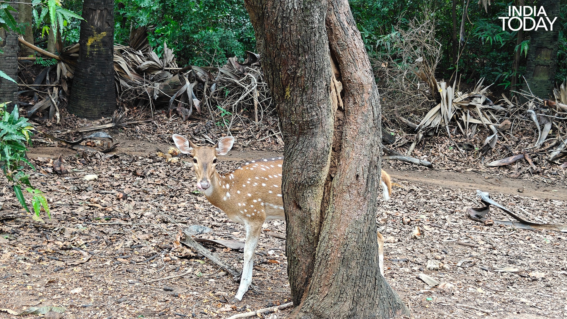 A spotted deer pauses behind a tree on the IIT Madras campus, one of the many that roam this forested enclave carved from Guindy. (Photo: Radifah Kabir/India Today)