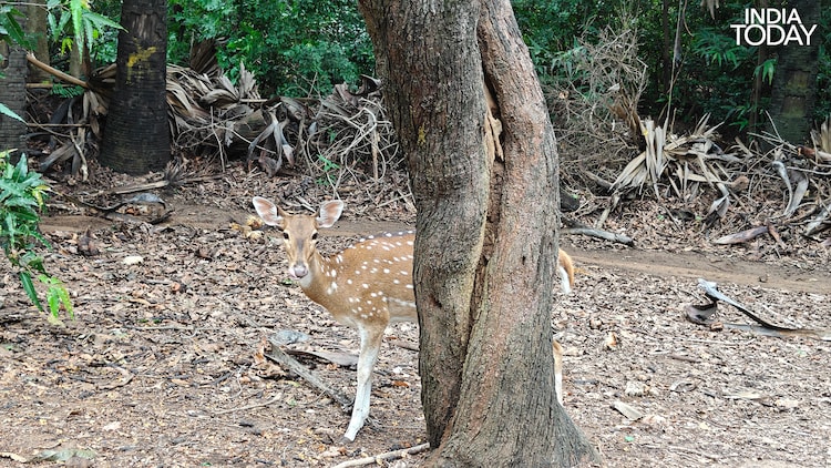A spotted deer pauses behind a tree on the IIT Madras campus, one of the many that roam this forested enclave carved from Guindy. (Photo: Radifah Kabir/India Today)