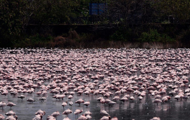 In pics: Thousands of flamingos turn Navi Mumbai a stunning pink
