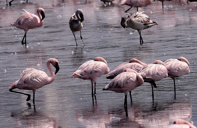 In pics: Thousands of flamingos turn Navi Mumbai a stunning pink