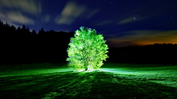 Scientists at MIT create plants that can glow in the dark All