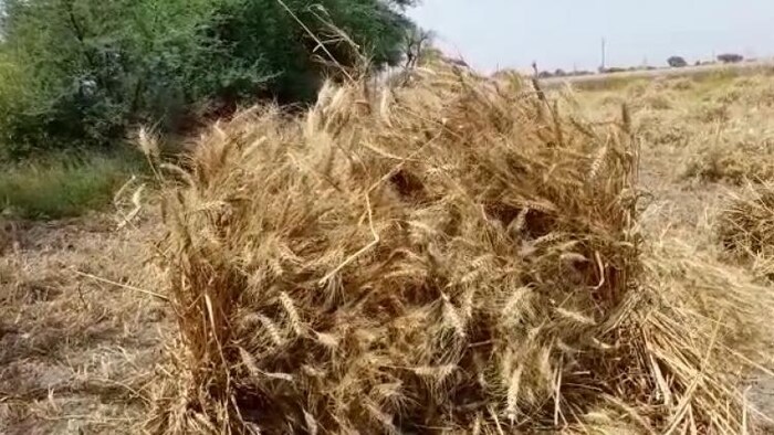 बुंदेलखंड में बारिश से फसलों का भारी नुकसान हुआ है