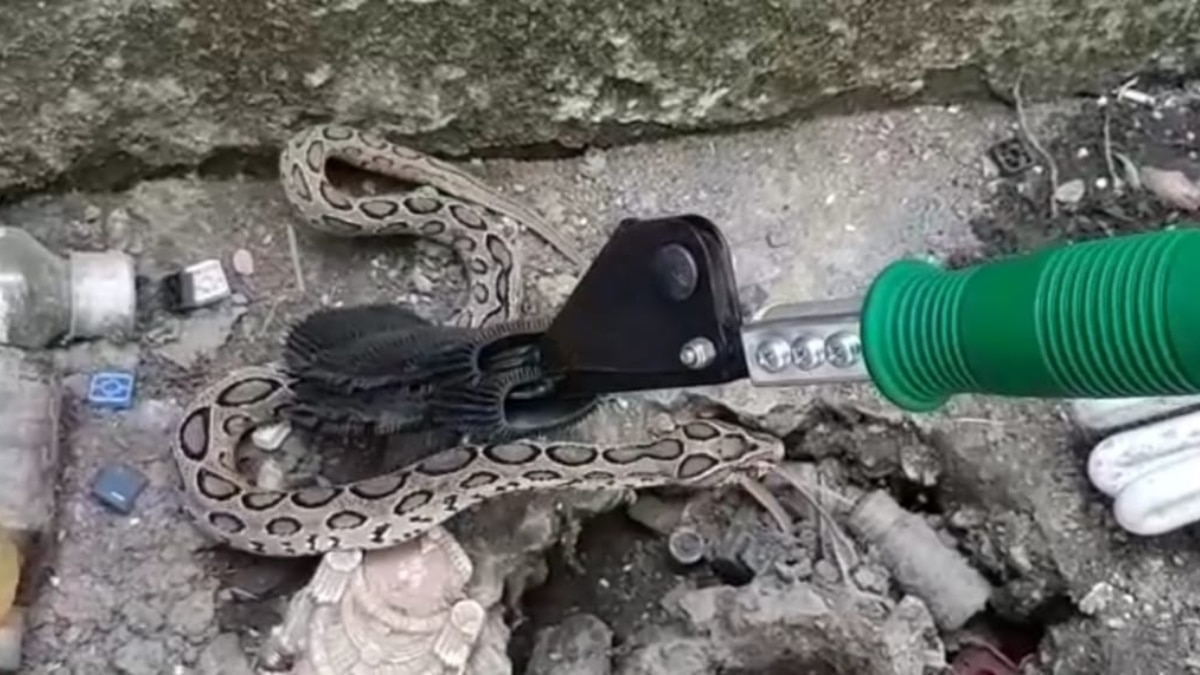 Chandrabora snake Chandrabora snake