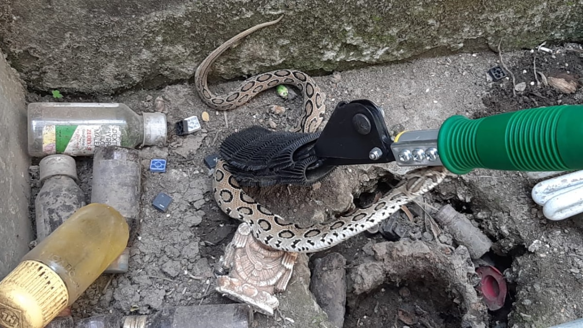 Chandrabora snake Chandrabora snake