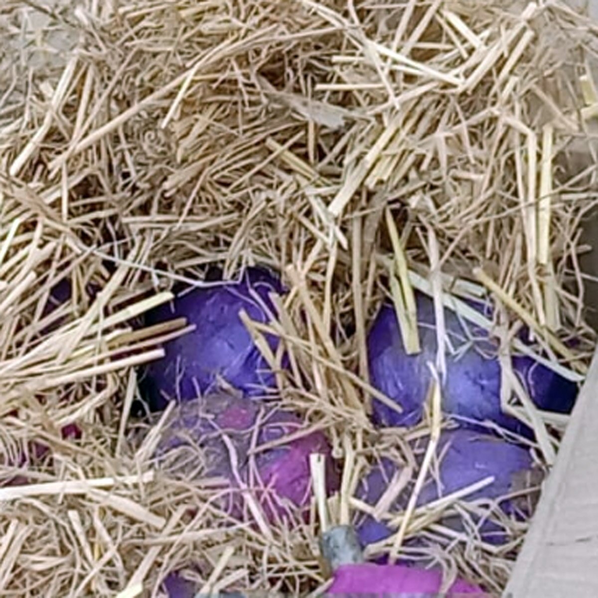 জঙ্গলে উদ্ধার বোমা