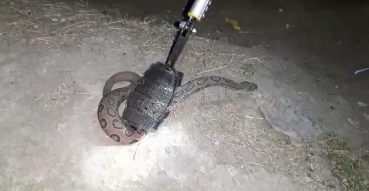 russells viper snake 