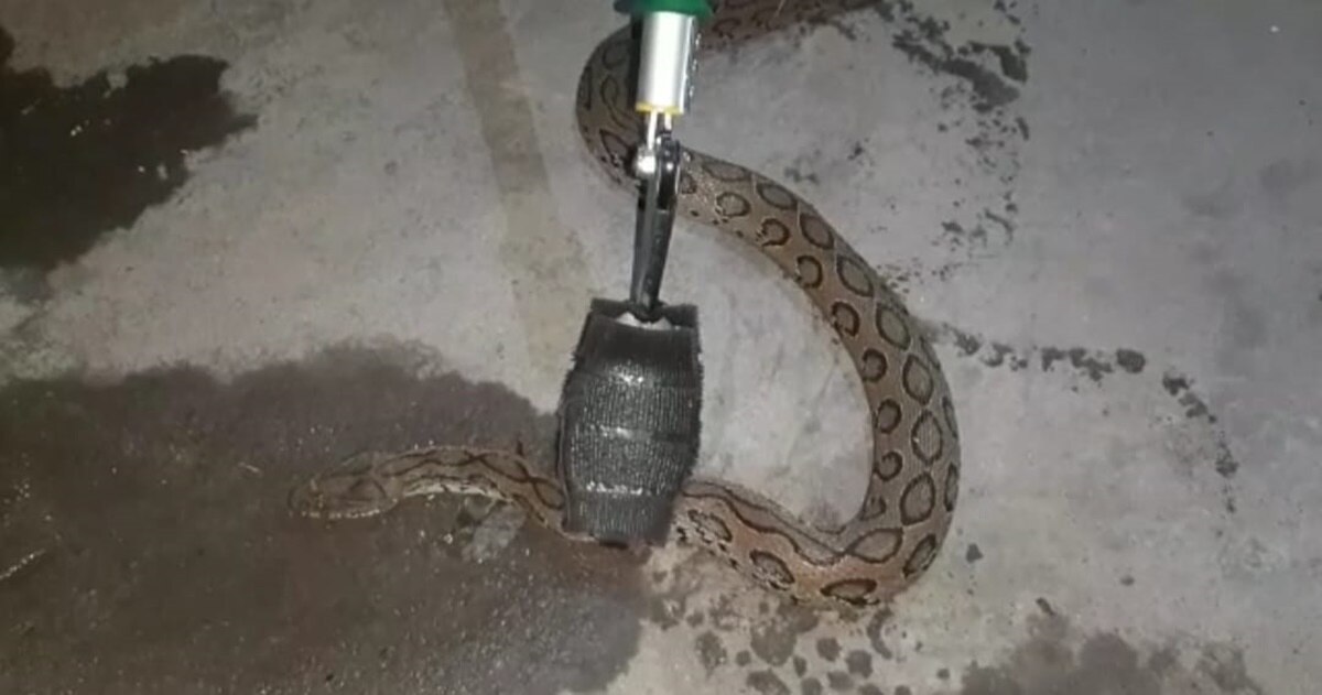 russells viper snake 