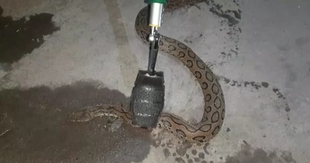 russells viper snake 