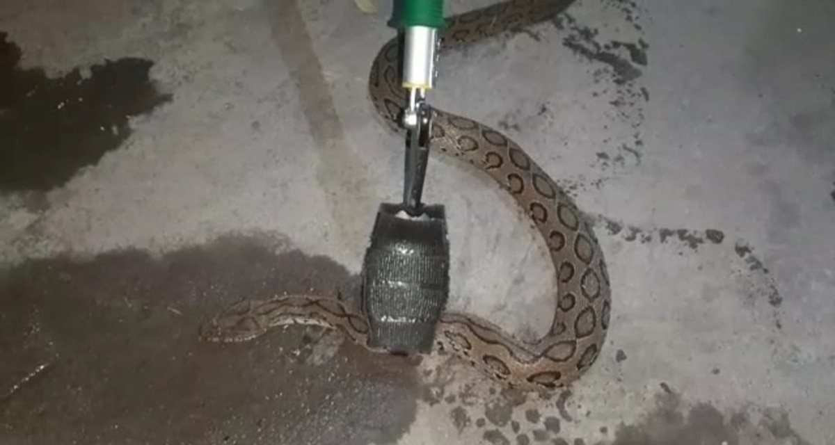 russells viper snake 