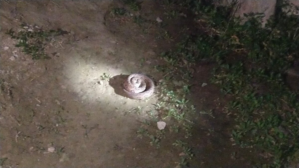 russells viper snake 
