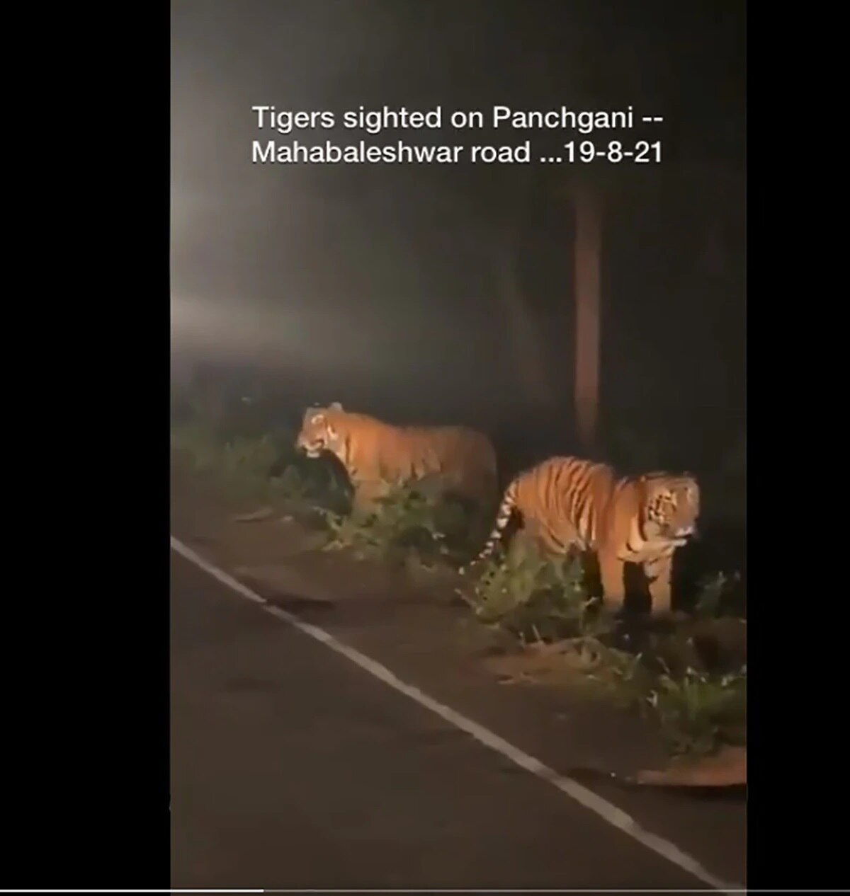 রাস্তায় দাঁড়িয়ে বাঘ