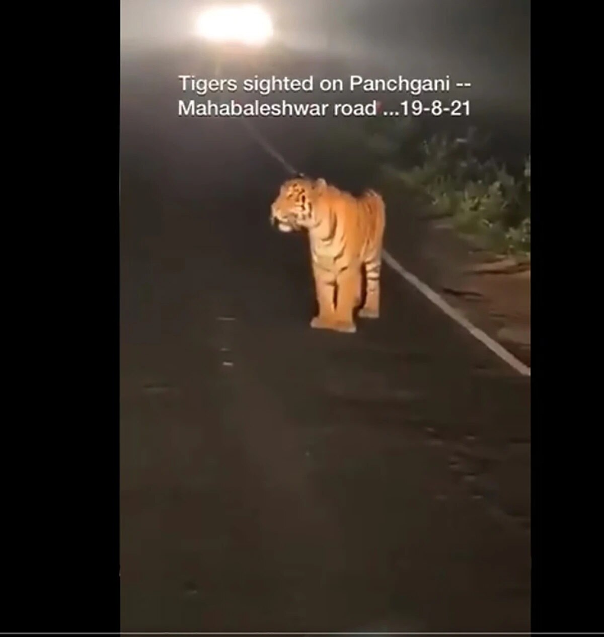 রাস্তায় দাঁড়িয়ে বাঘ