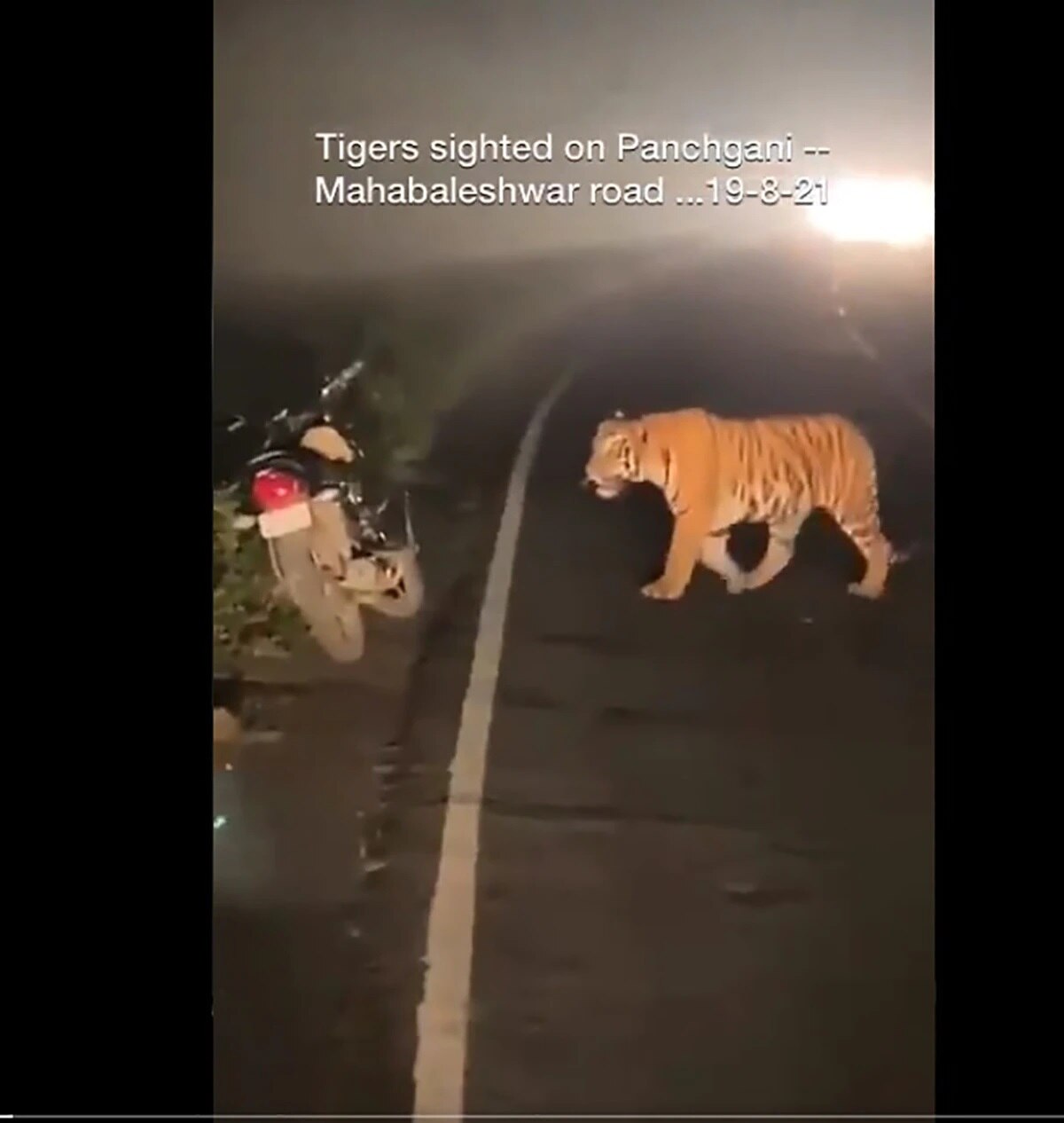 রাস্তায় দাঁড়িয়ে বাঘ