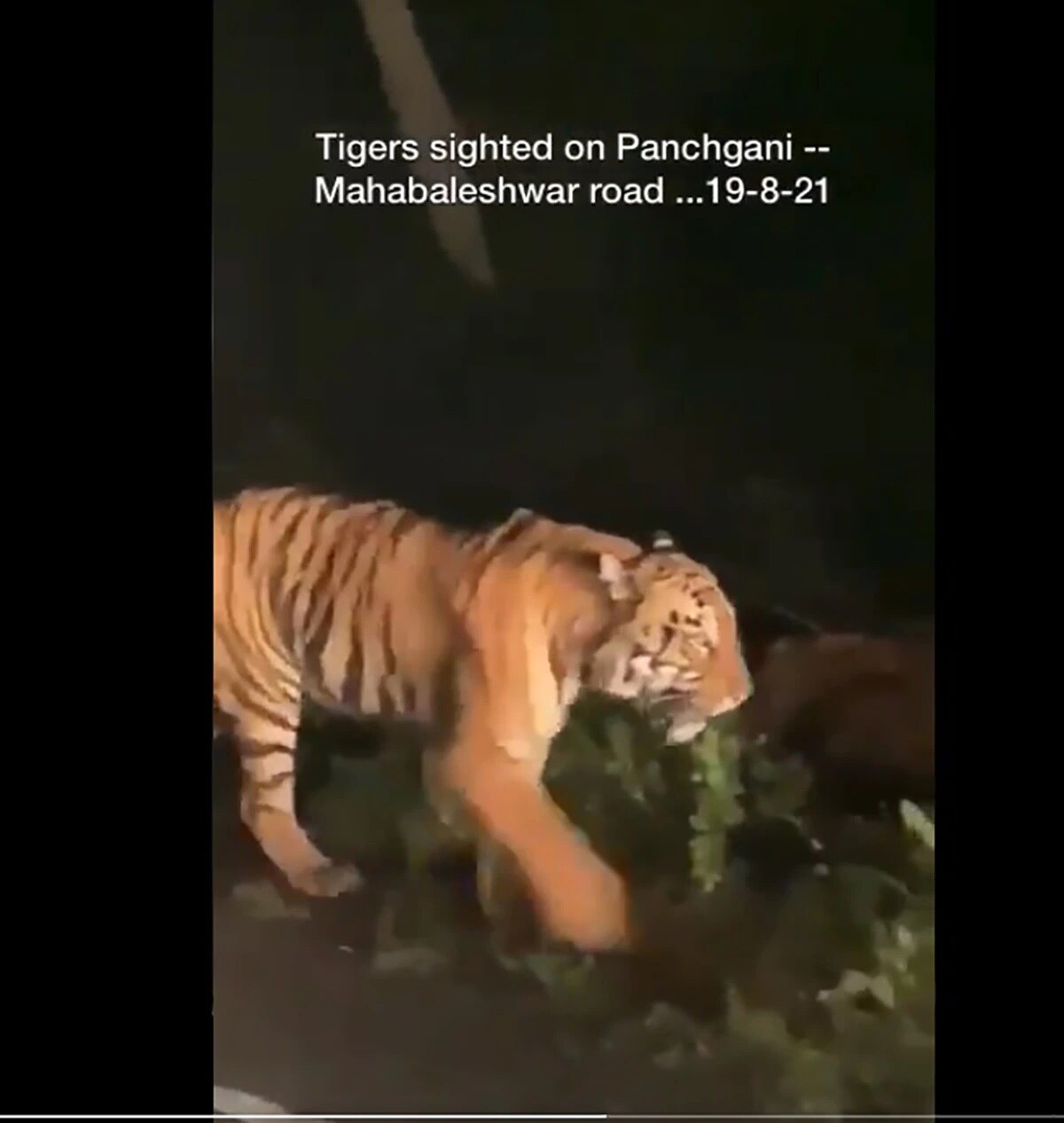 রাস্তায় দাঁড়িয়ে বাঘ