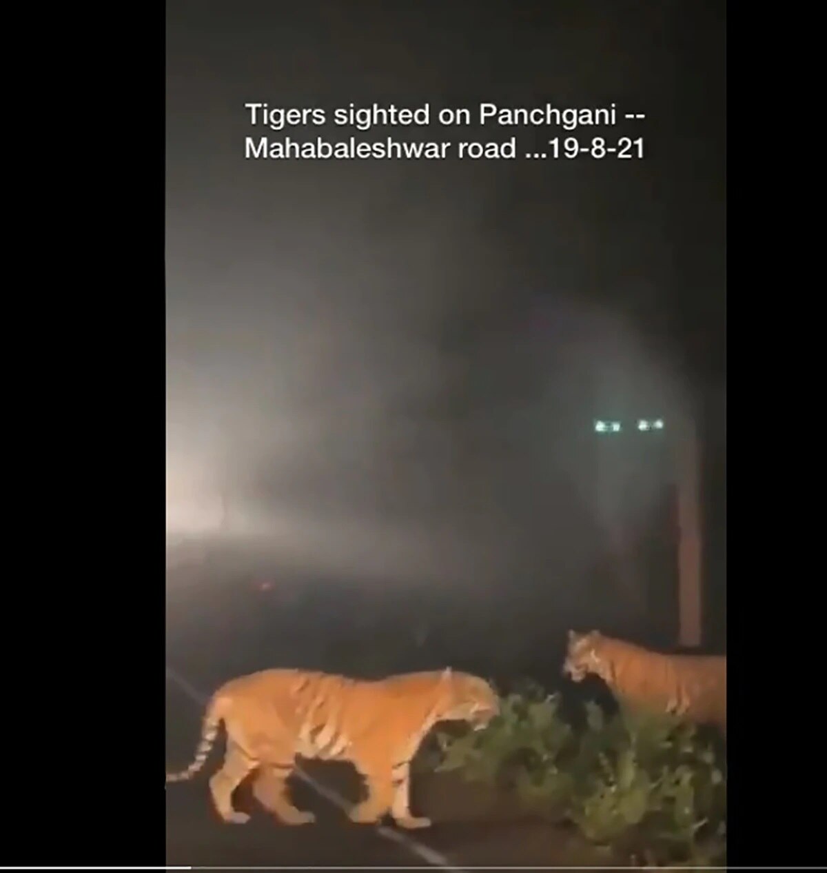 রাস্তায় দাঁড়িয়ে বাঘ