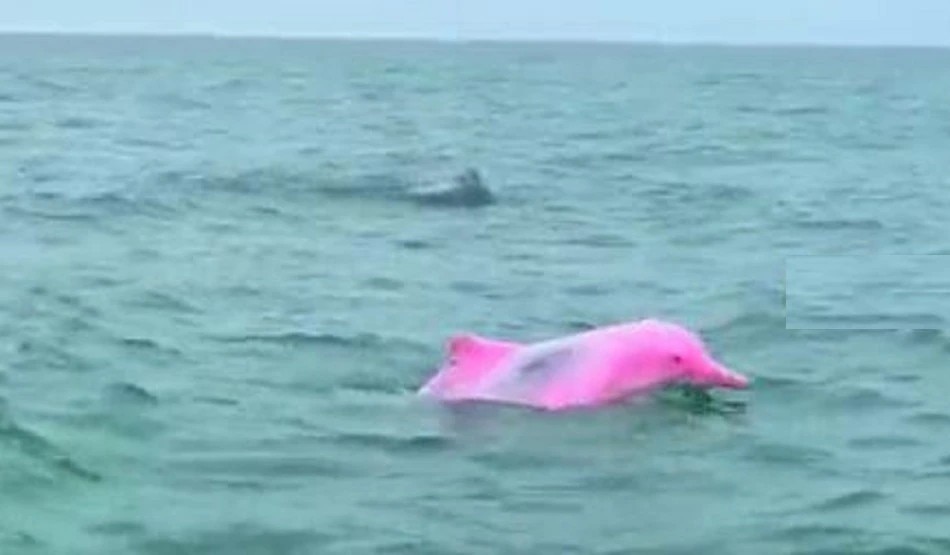 সোলো প্যারা কিউরিওস