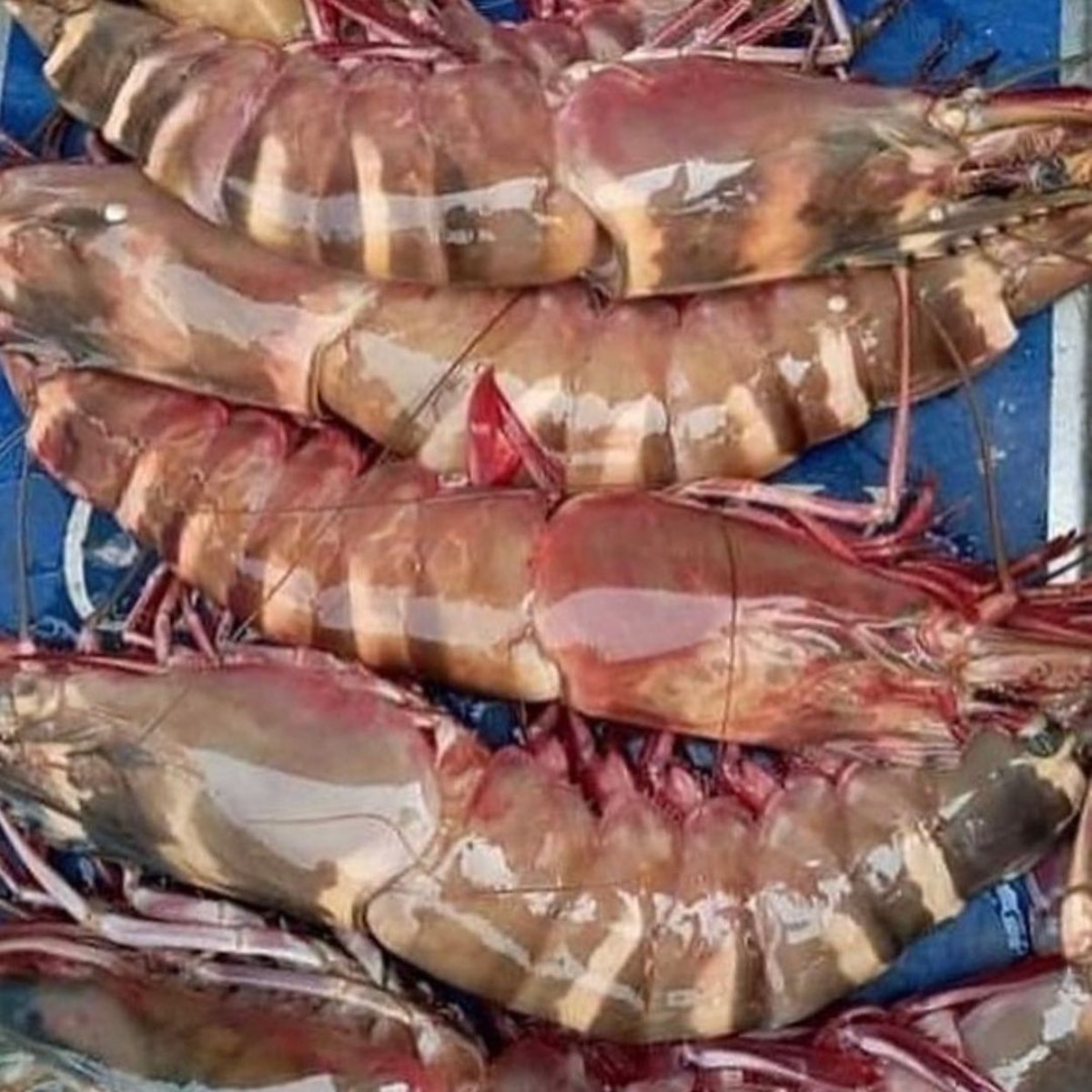 prawn benefits