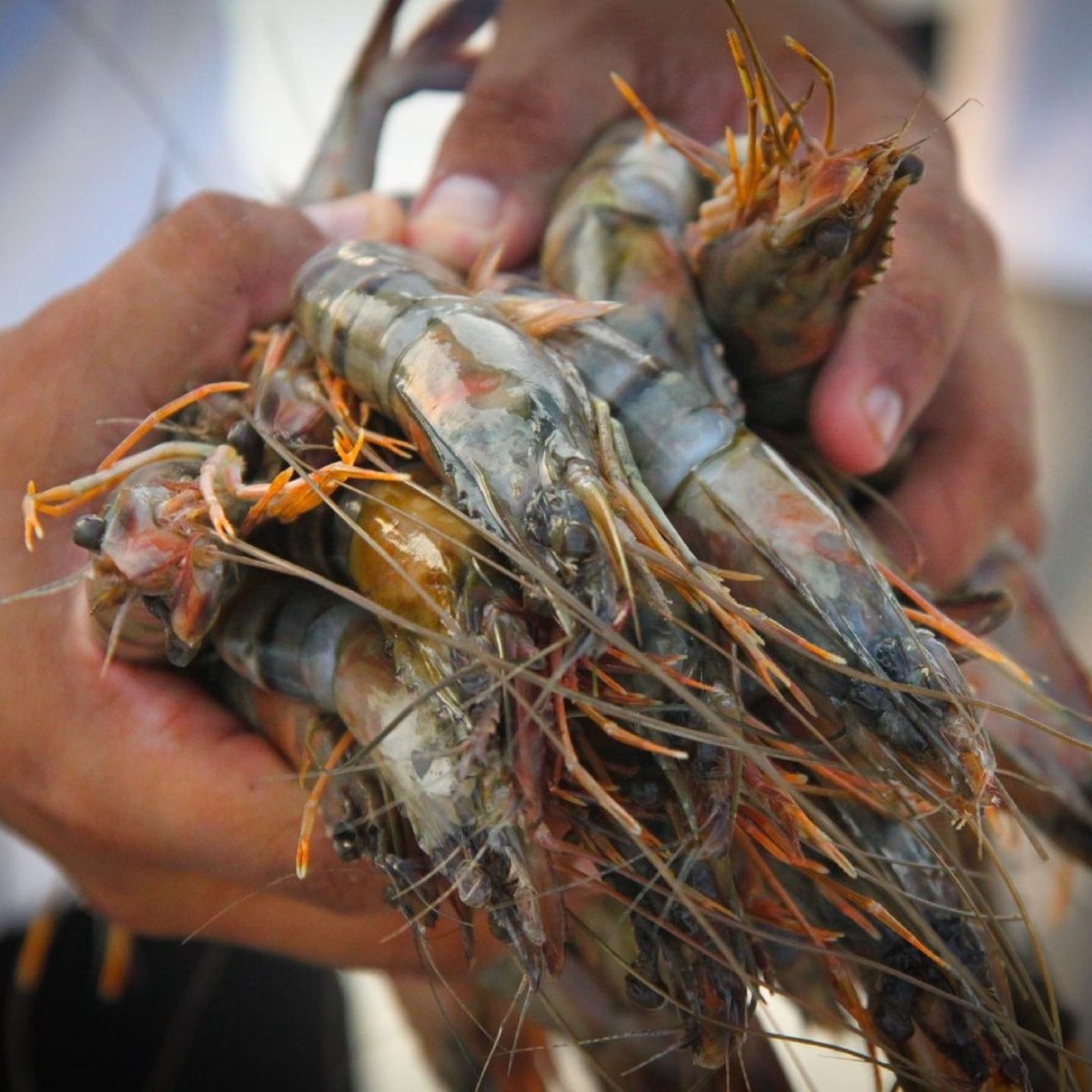prawn benefits
