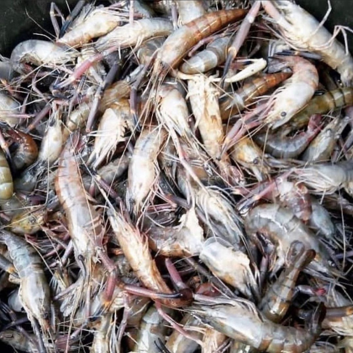 prawn benefits