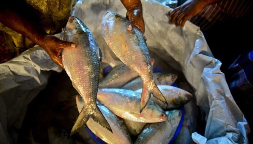 Health Benefits of Hilsa: স্ট্রোক, হার্ট অ্যাটাকের ঝুঁকি কমাতে চান? মন ভরে ইলিশ খান!