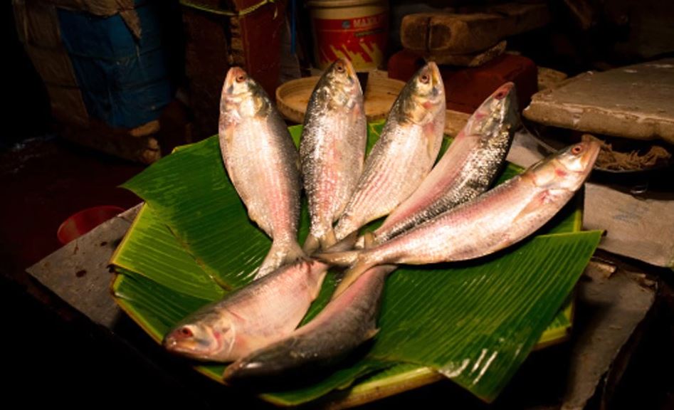 Health Benefits of Hilsa: স্ট্রোক, হার্ট অ্যাটাকের ঝুঁকি কমাতে চান? মন ভরে ইলিশ খান!