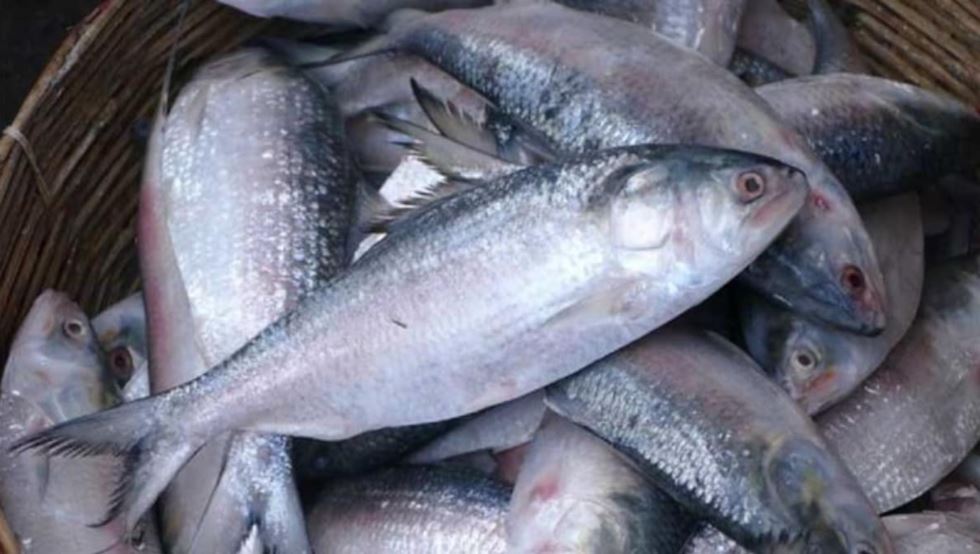 Health Benefits of Hilsa: স্ট্রোক, হার্ট অ্যাটাকের ঝুঁকি কমাতে চান? মন ভরে ইলিশ খান!