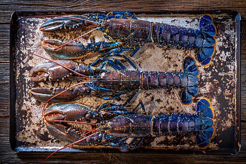 prawn benefits