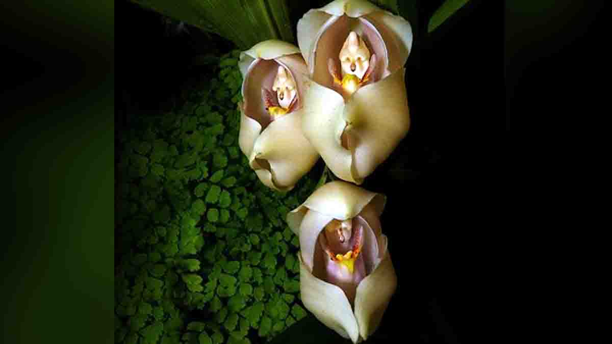 Beautiful Strange Flowers
