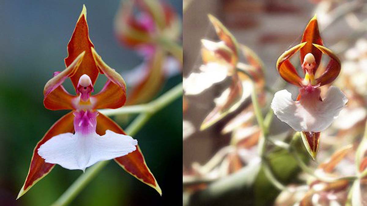 Beautiful Strange Flowers