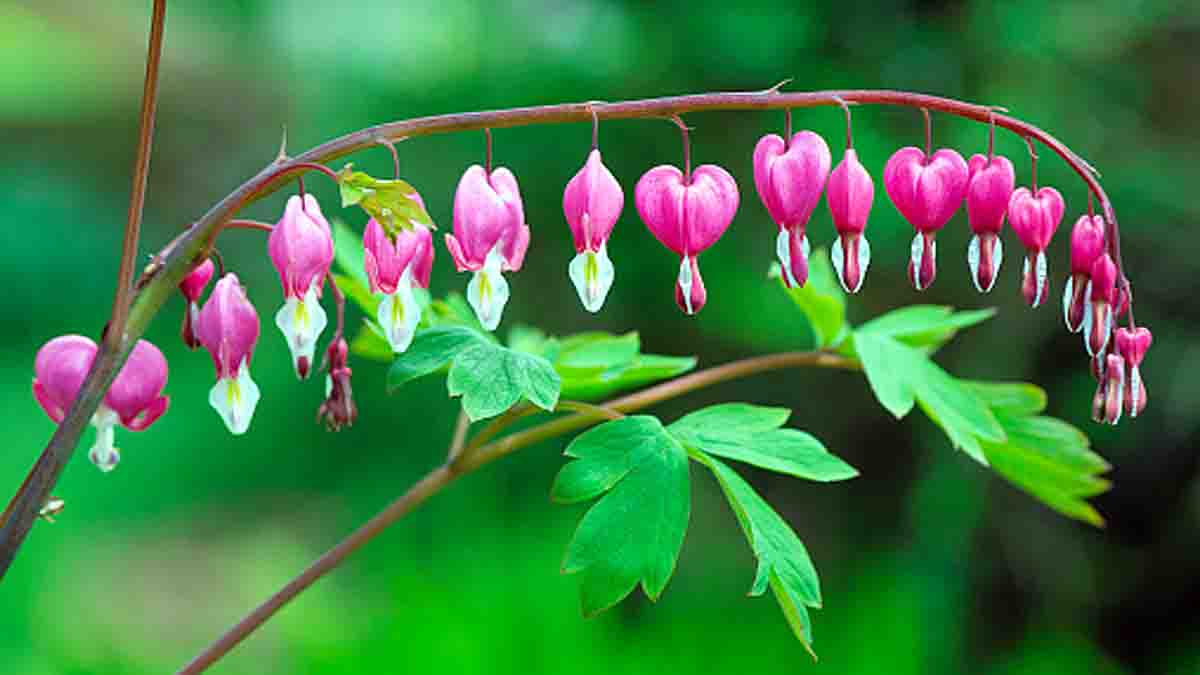 Beautiful Strange Flowers